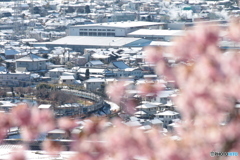 カーブを行く小田急線