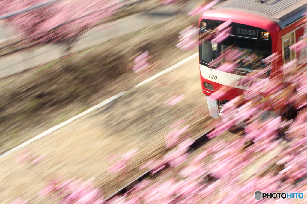 河津桜と新1000形ｖｒ２