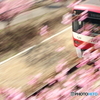 河津桜と新1000形ｖｒ２