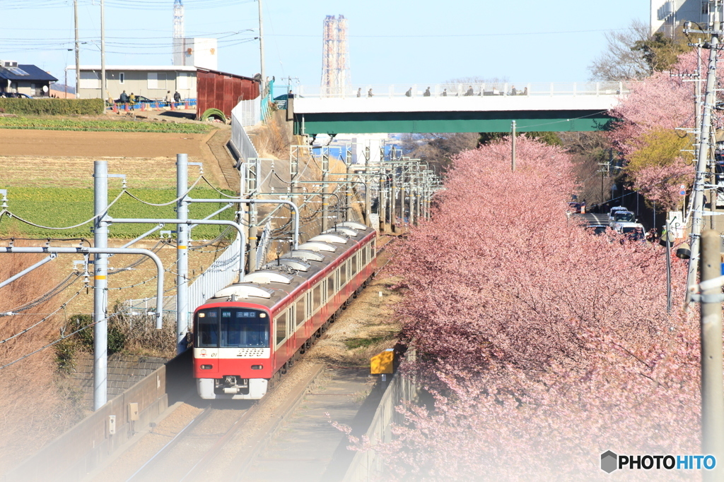 河津桜の中を2017（横）