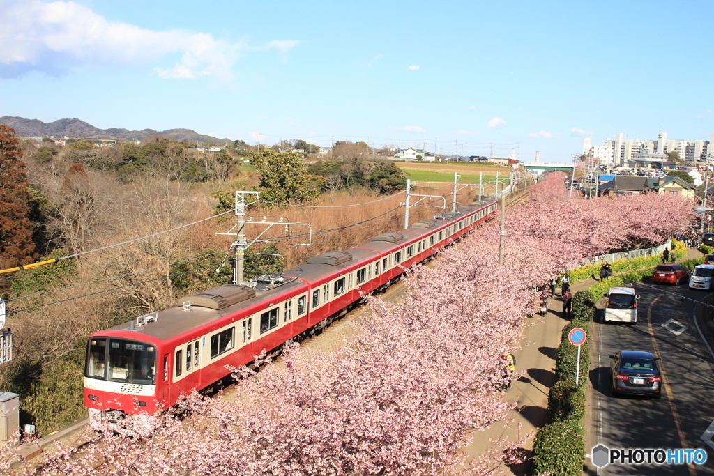 河津桜の中を2017