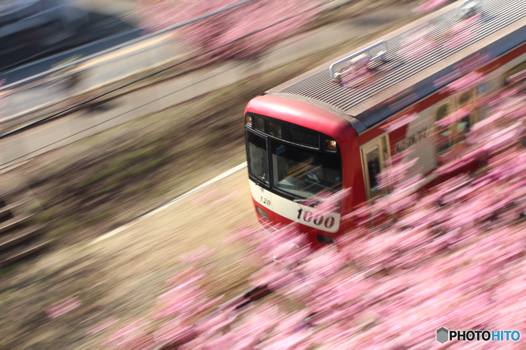 河津桜と新１０００形