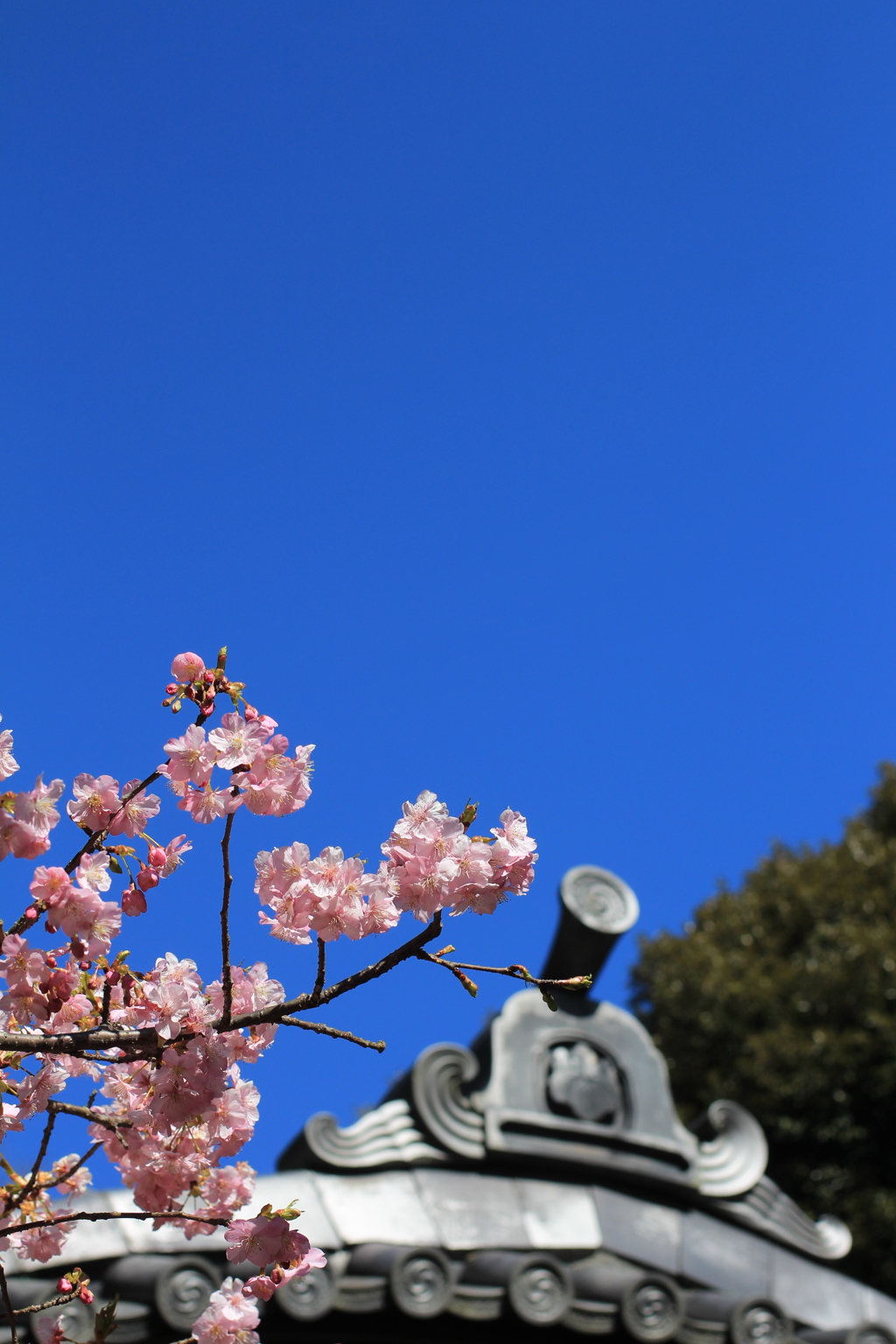 河津桜と青い空