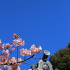 河津桜と青い空