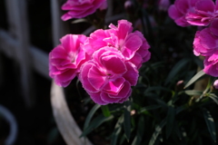 隣家の花