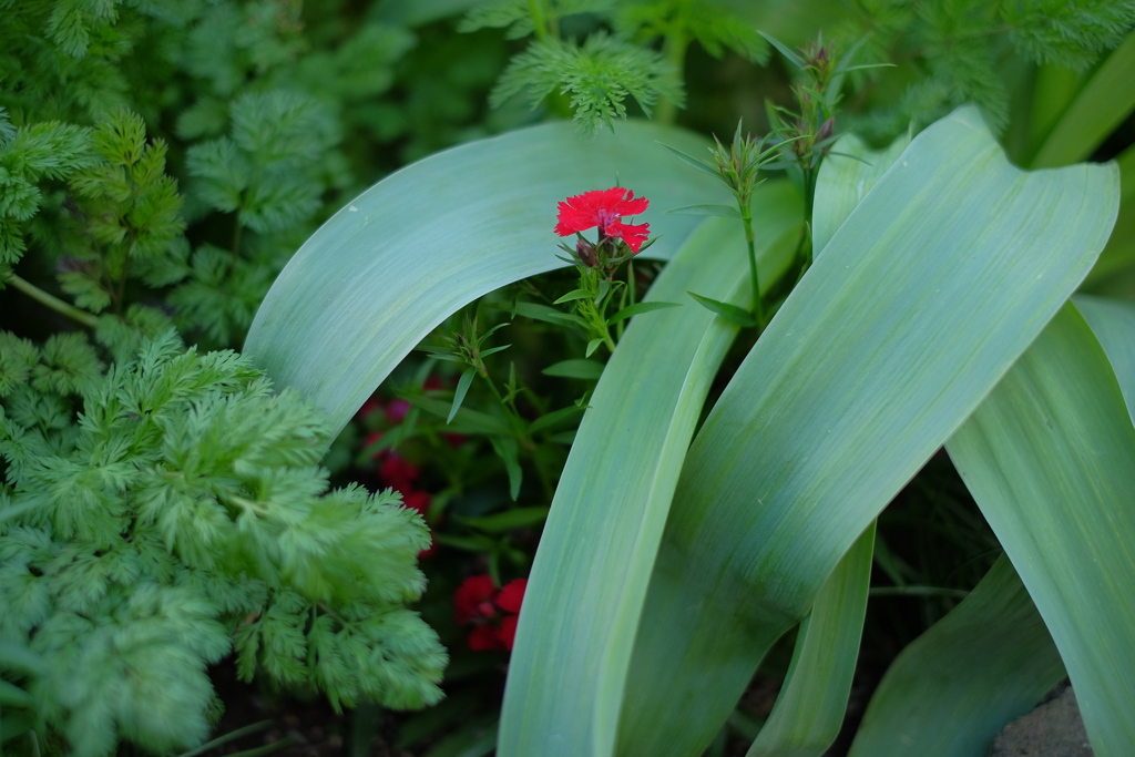 花20