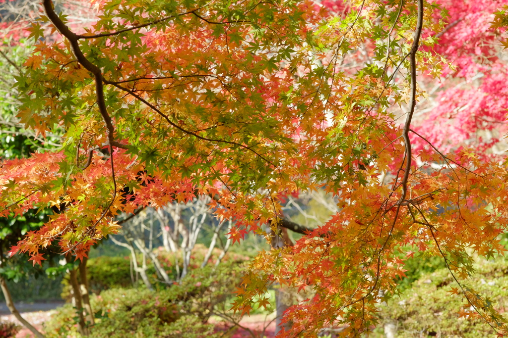紅葉１