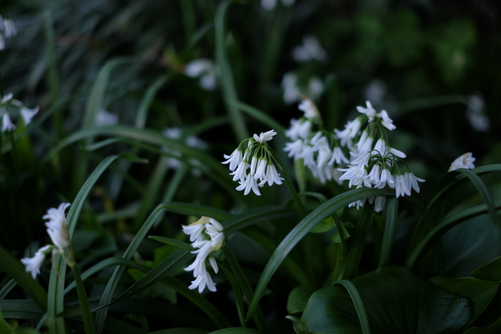 白花