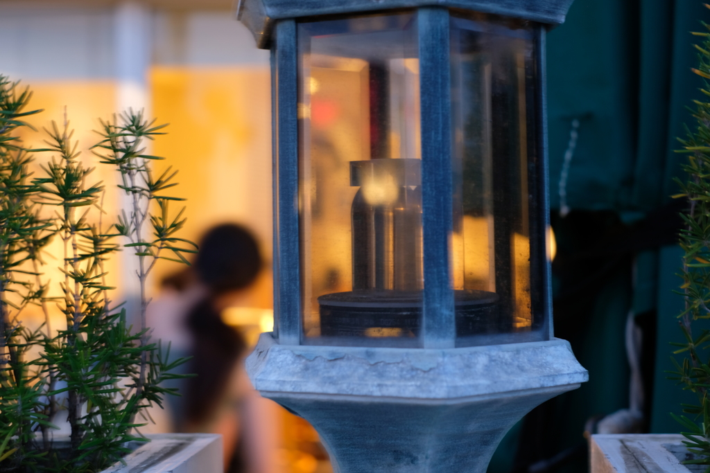 ローズマリーのお姉さん