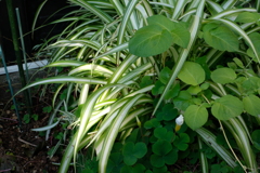 道草