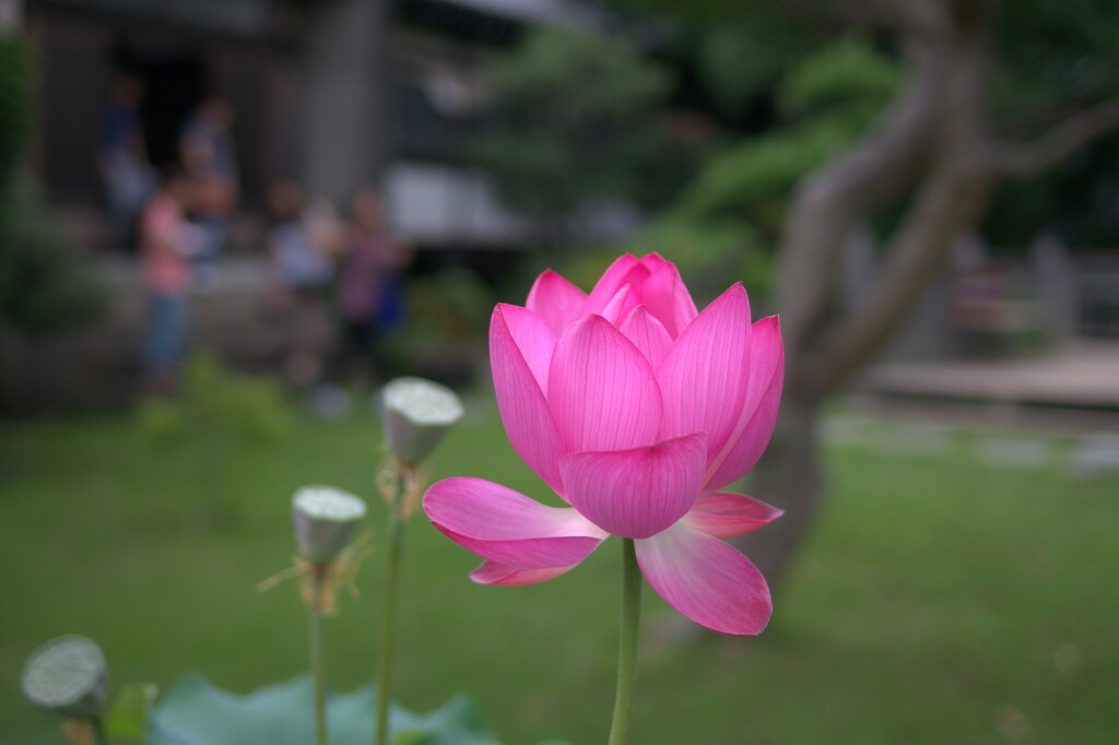 赤蓮花の灯火