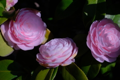 春の木