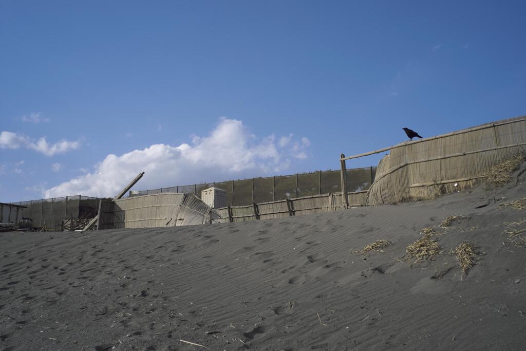 カラスは考える