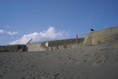 カラスは考える