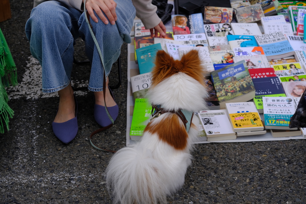 読書犬