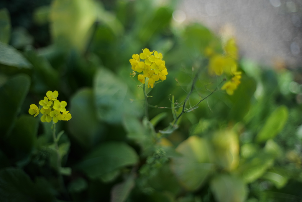 菜の花