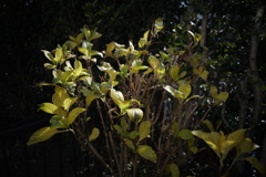 冬のアジサイ- 3