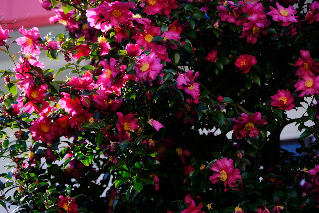 山茶花