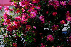 山茶花