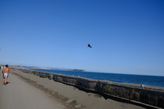 蒼井空はボクらのもの