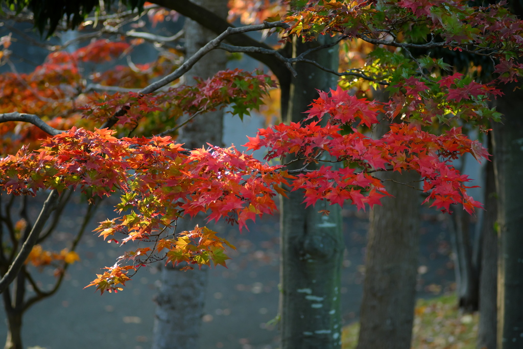 紅葉２