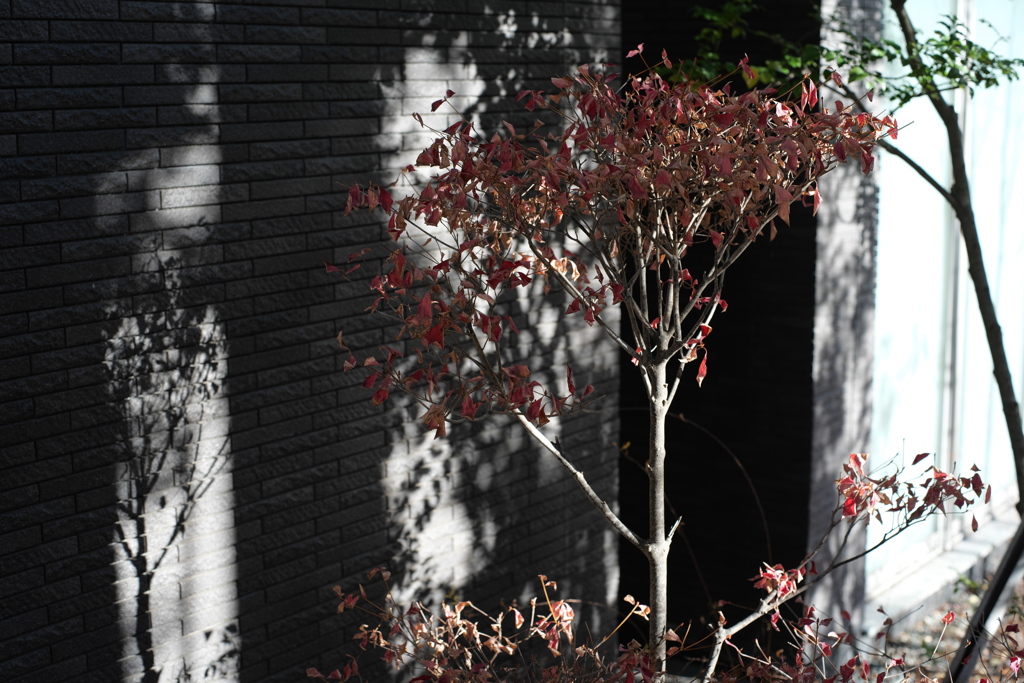 今朝のエントランス