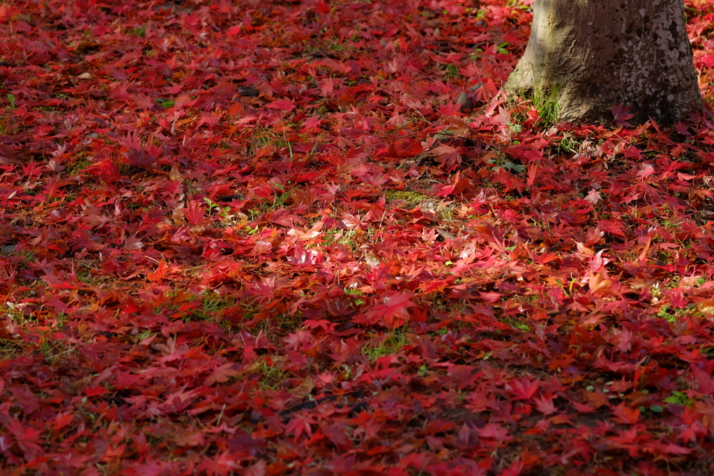 紅葉