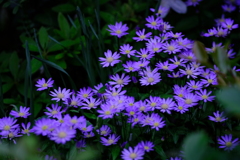 道草 野紺菊
