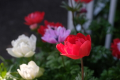 隣家の花