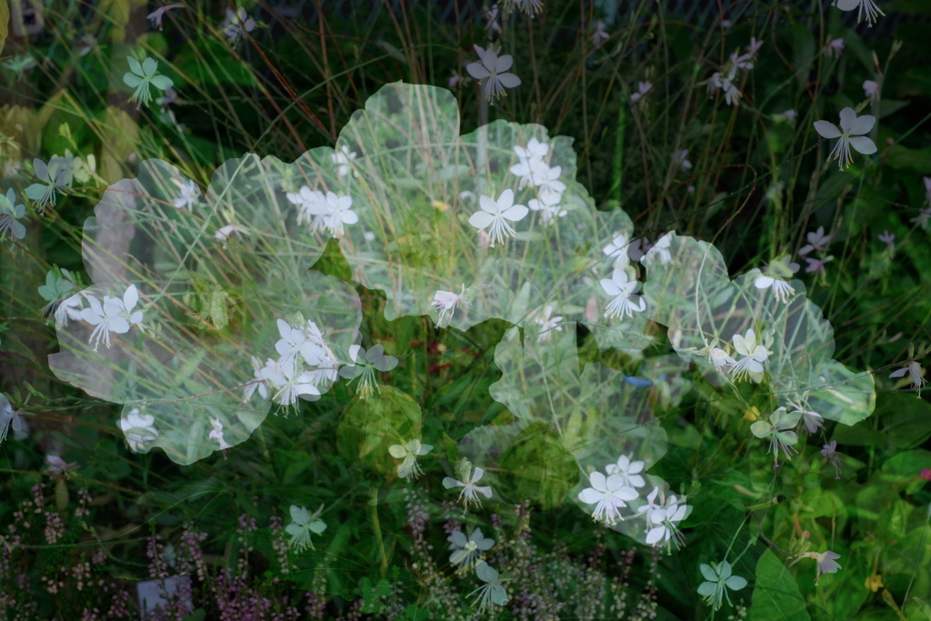 出戻り芙蓉改