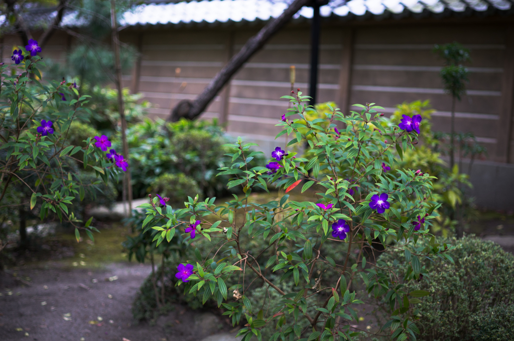 花は花