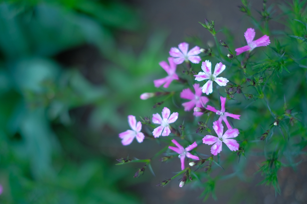 花は花