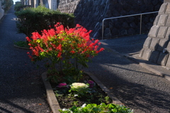 新春路地裏初サンポ２