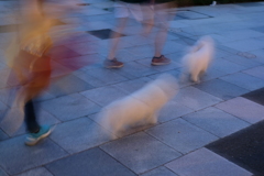 モフモフモップの夕涼み