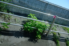 道草
