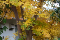 近所の秋色 近所の秋色