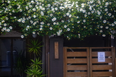 鎌倉婦人の誘引花