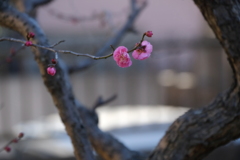 春の知らせ