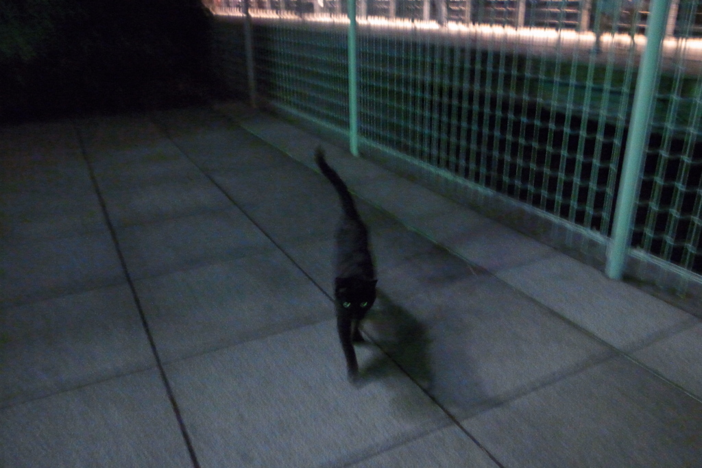 夜のパトロール