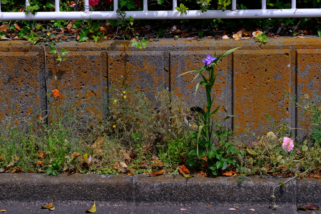 道草