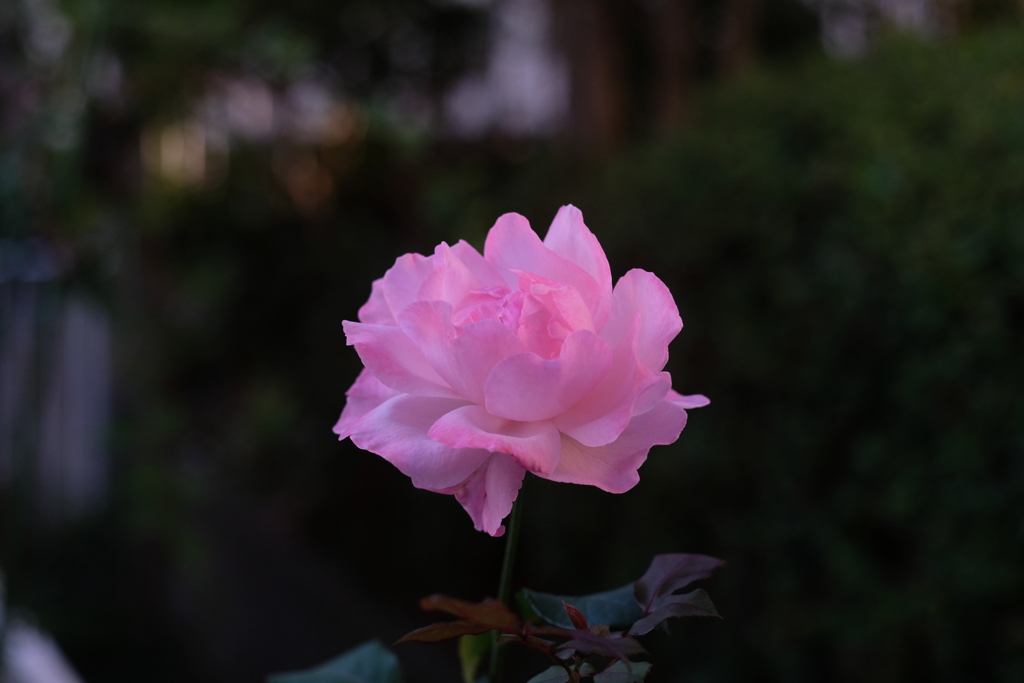 今朝の薔薇