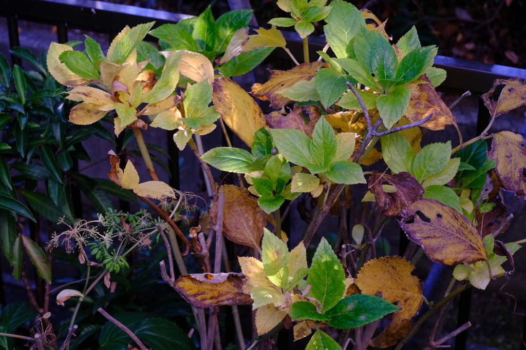 冬のアジサイ.2