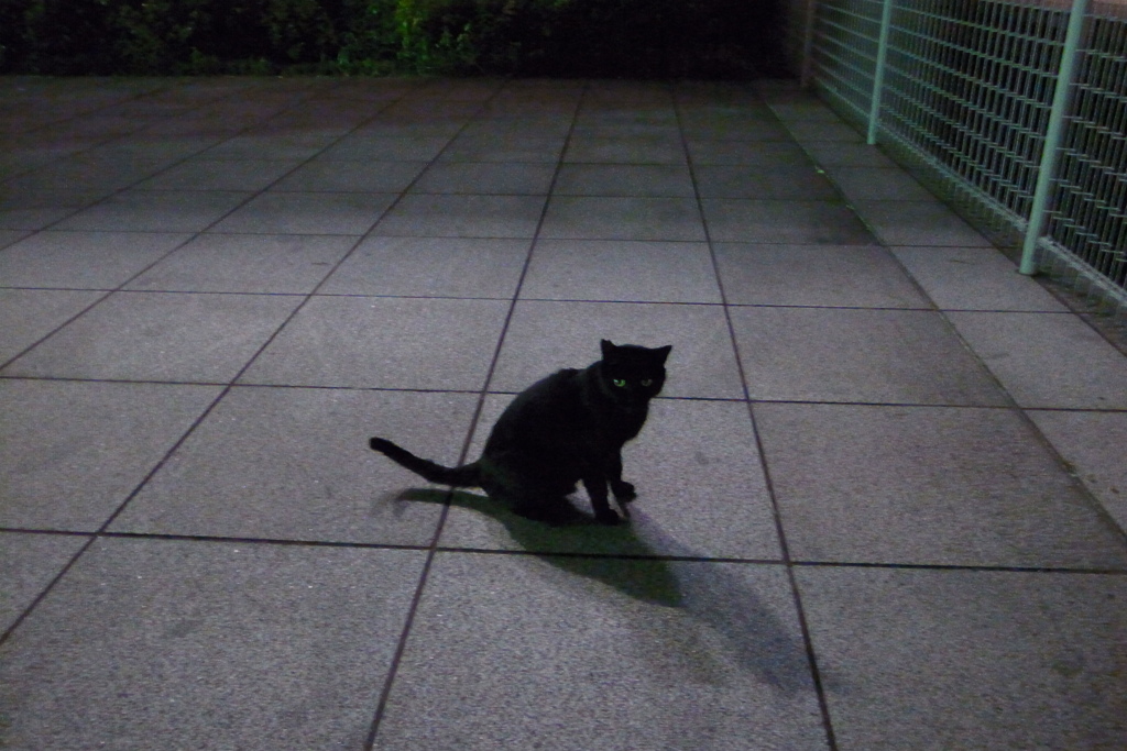 夜のノラ歩き..