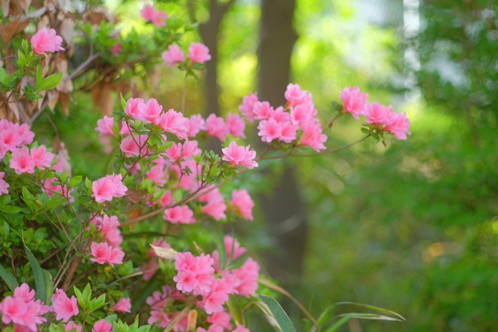 花23