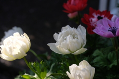 ご近所Kさん花壇