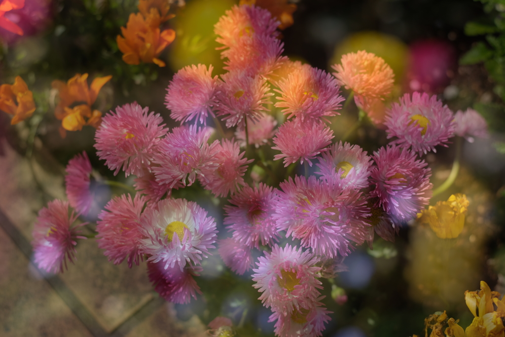 校門の花