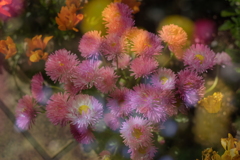 校門の花