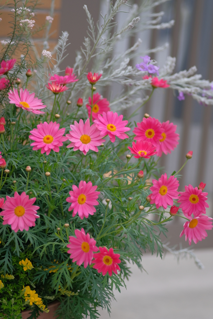 ３月の花