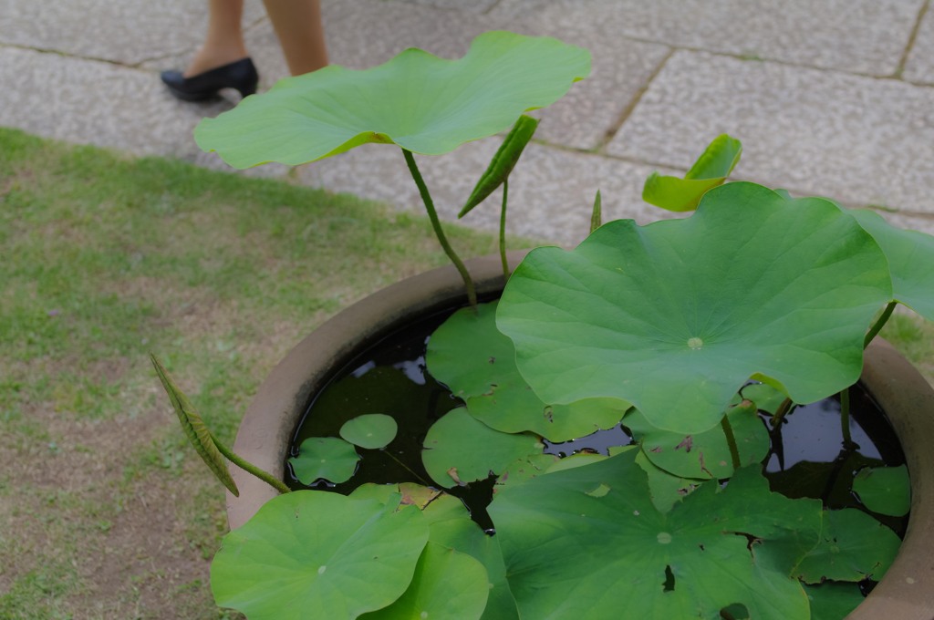 蓮の華