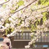 春のおでかけ